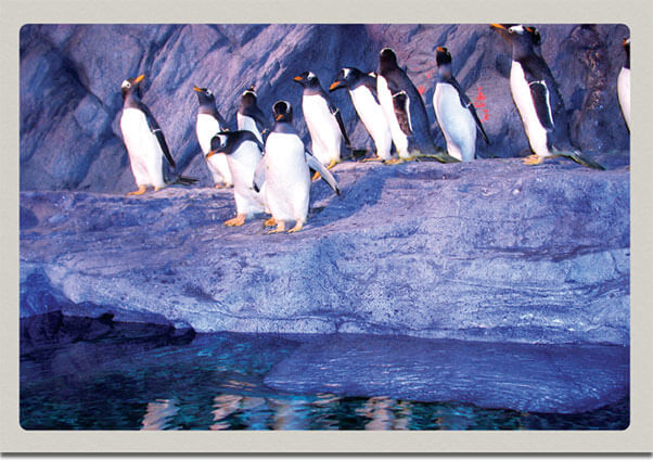 Saint Louis Zoo