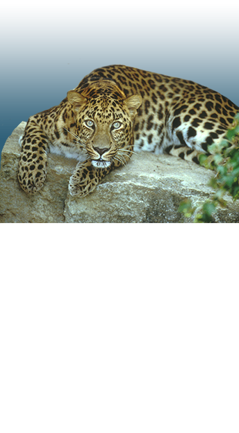 Saint Louis Zoo