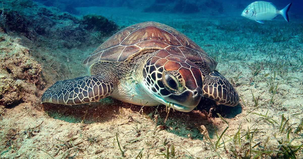 Scuba Dive or snorkel underwater in Vero Beach, Florida