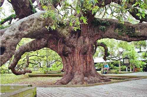 The enormous Treaty Oak in Jacksonville, Florida