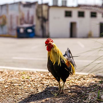 Roaming rooster walking through Ybor City in Tampa, Florida
