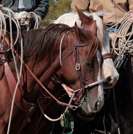 A brown horse and a white horse wearing harnesses in Laramie, Wyoming