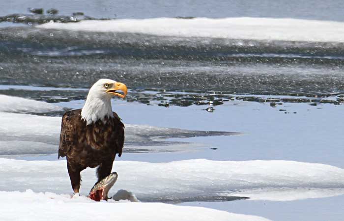 A bald eagle kills a fish in Wyoming