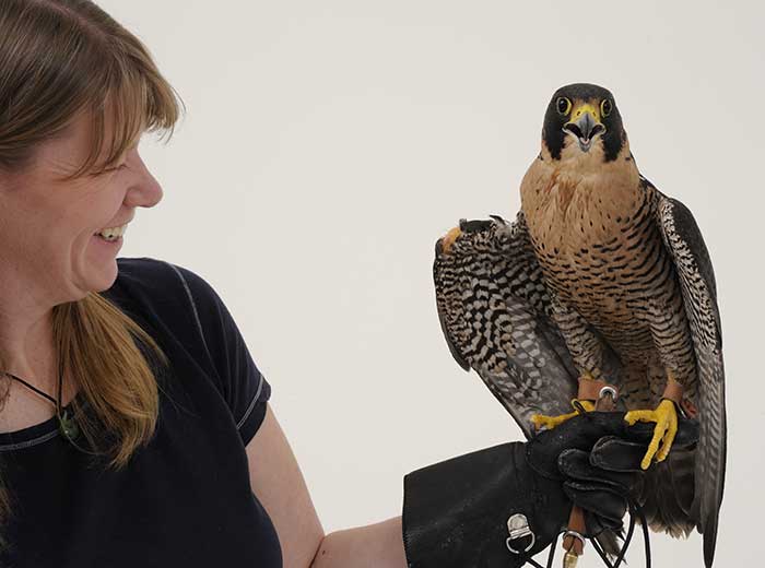 Hayabusa, a peregrine falcon with black and gray feathers and a bright yellow beak, at Buffalo Bill Center of the West in Cody, Wyoming