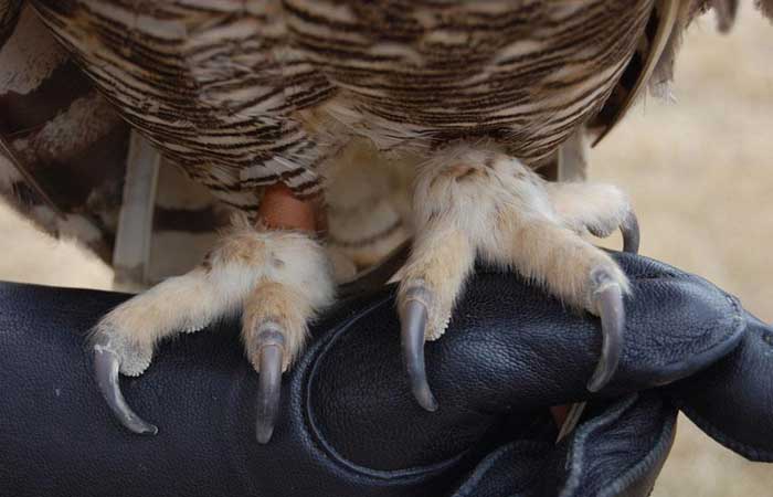 A close-up photo of talons on the gloved arm of a volunteer at Buffalo Bill Center of the West in Cody, Wyoming