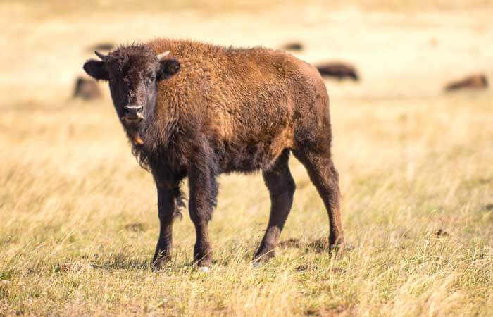 A brown bison stands in yellow grasses in Gillette, Wyoming