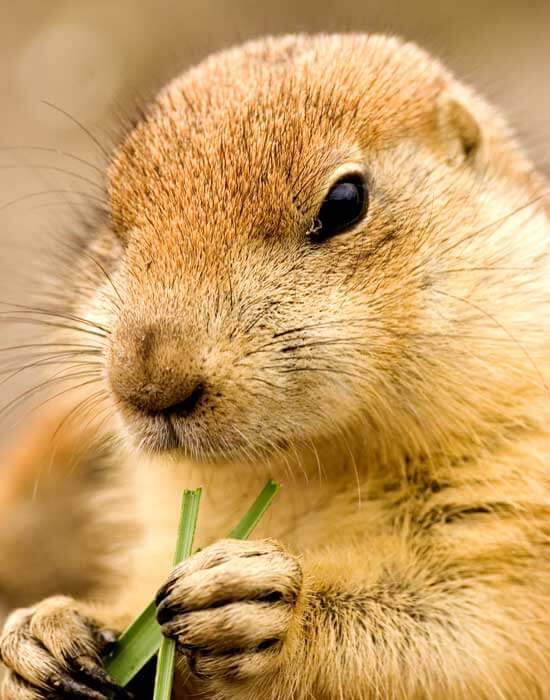 A light brown prairie dog holds blades of grass at the prairie dog town near Devils Tower, Wyoming