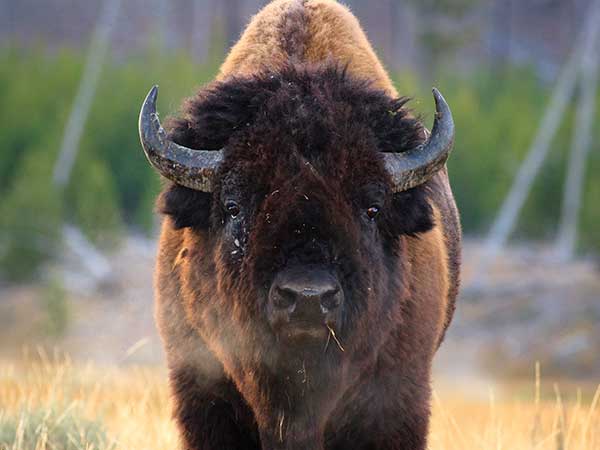 Bison near Yellowstone National Park and Cody, Wyoming