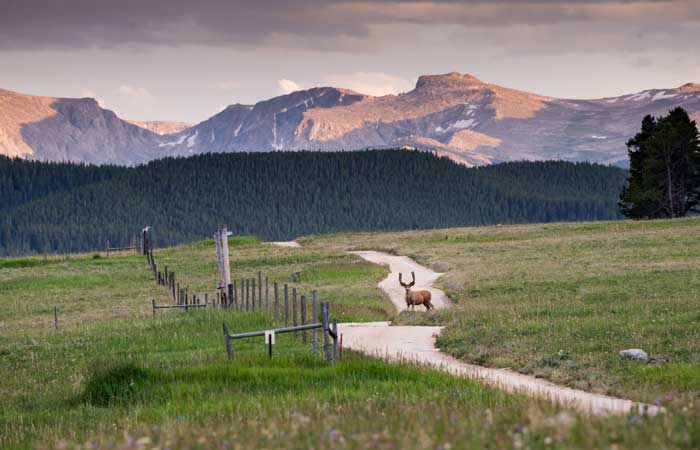 A deer stands in a dirt road with the Bighorn Mountains as a backdrop, outside Sheridan, Wyoming