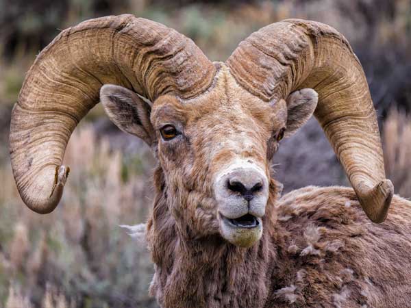 A Rocky Mountain Bighorn sheep with large antlers in Wind River Country, Wyoming