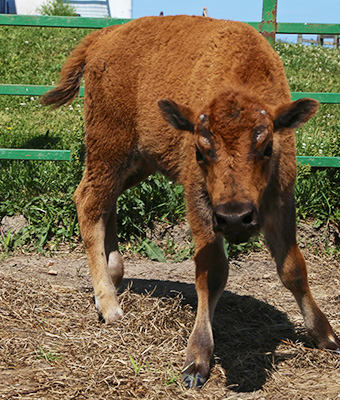 A brown baby bison stands in front of a green fence at Broken Wagon Bison Farm in Indiana Dunes, Indiana