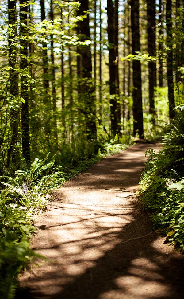 A sunny dirt path through a forest is lined with green trees in Lincoln City, OR