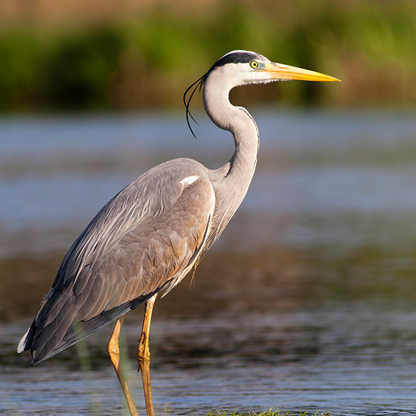 A gray bird with a long yellow beak stands in shallow water at Devil's Lake in Lincoln City, OR