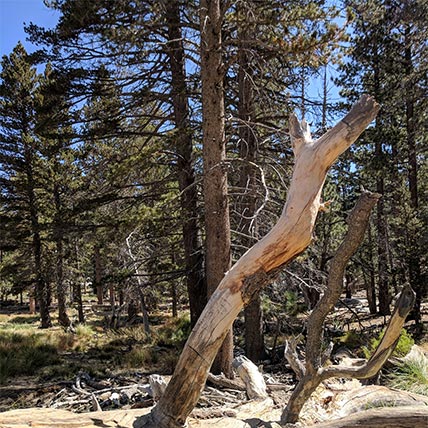 Evergreen trees along San Jacinto Mountain hike in Palm Springs, California