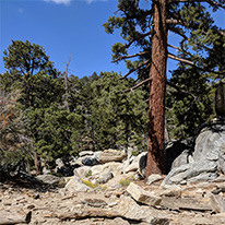 Trail view on a hike at the top of the Palm Springs Aerial Tramway