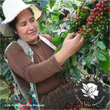 A woman involved in the Café Femenino Peru Program wears a white hat while picking coffee beans by hand