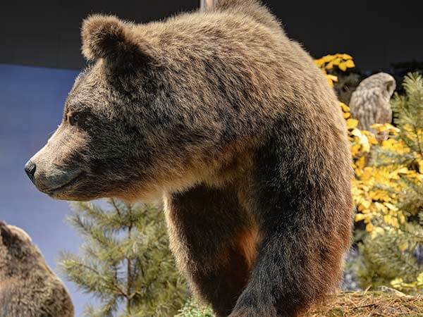 A bear taxidermy mount at the Draper Natural History Museum in the Buffalo Bill Center of the West in Cody, Wyoming