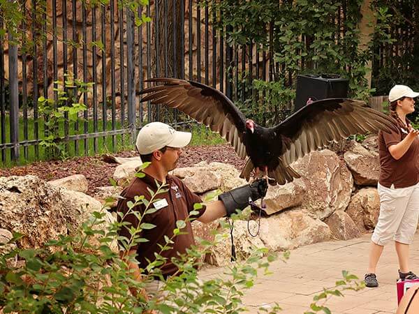 A man holds a bird during the Draper Museum Raptor Experience at the Buffalo Bill Center of the West in Cody, WY
