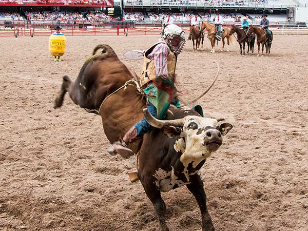 A bull rider holds on to a bucking bull at the Cheyenne Frontier Days Rodeo in Cheyenne, Wyoming