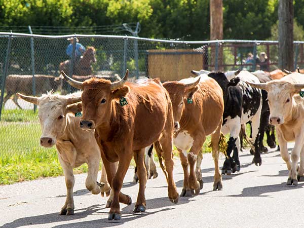 A cattle drive of tan, brown and black-and-white cows at the Cheyenne Frontier Days Rodeo in Cheyenne, WY