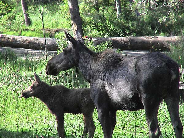 A moose and a calf in Yellowstone National Park near East Yellowstone lodging in Wyoming