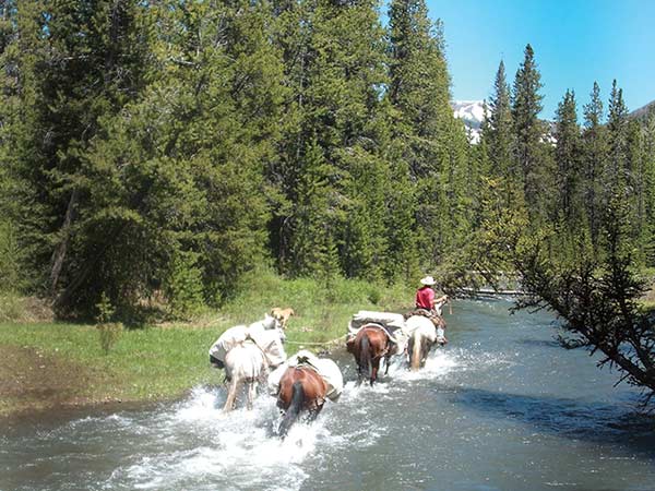 A person rides a horse and pulls three other horses carrying supplies through a river in Yellowstone National Park near the lodges of East Yellowstone, WY