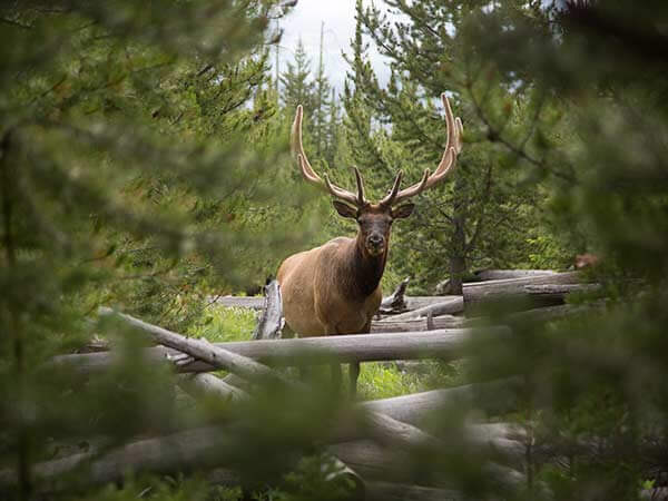 An elk surrounded by trees and fallen branches stares at the camera near Cody, Wyoming