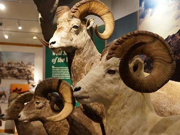 Taxidermy bighorn sheep at the National Bighorn Sheep Interpretive Center in Dubois, Wyoming