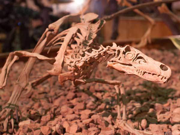 Dinosaur fossil at Wyoming Dinosaur Center in Thermopolis