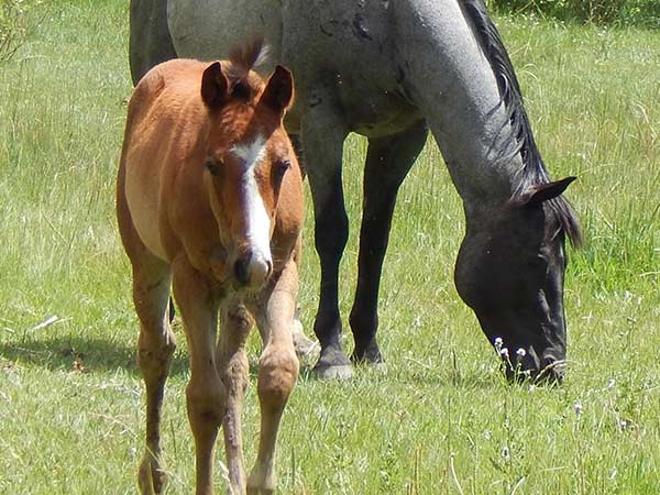 A black horse grazes next to a brown foal at a Wyoming guest ranch