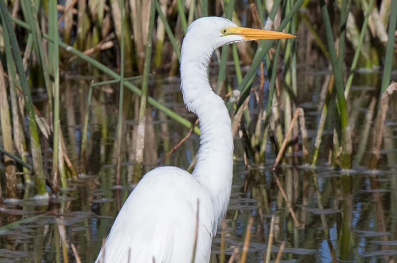 Indiana Dunes Self-guided Birding Tour 