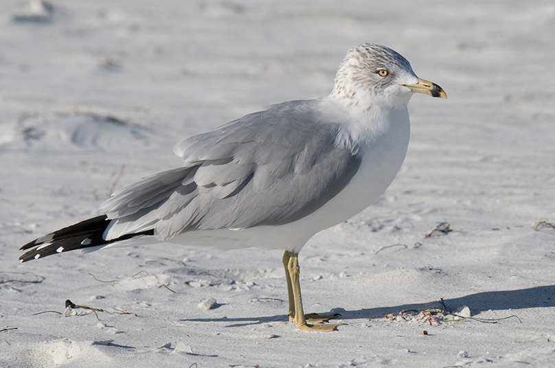 Indiana Dunes Self Guided Birding Tour Indiana Dunes