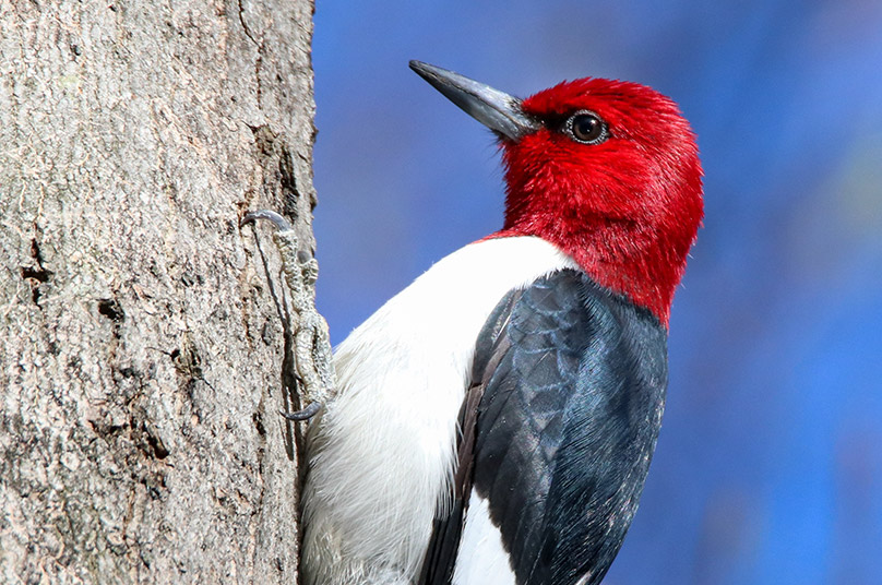 Indiana Dunes Self-Guided Birding Tour | Indiana Dunes