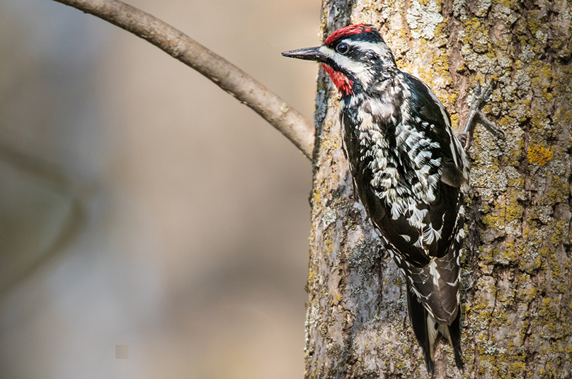 Birding Tour Indiana Dunes
