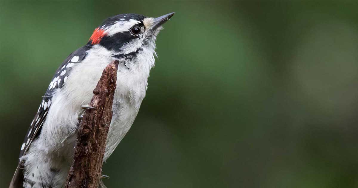 Birding Tour | Indiana Dunes