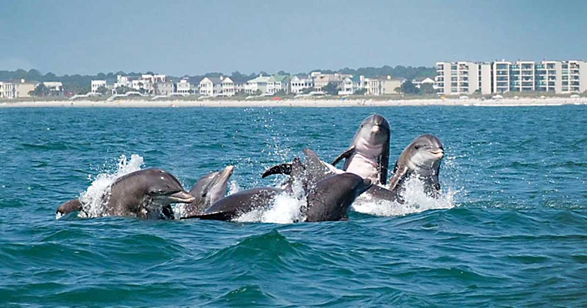 dolphin cruises murrells inlet