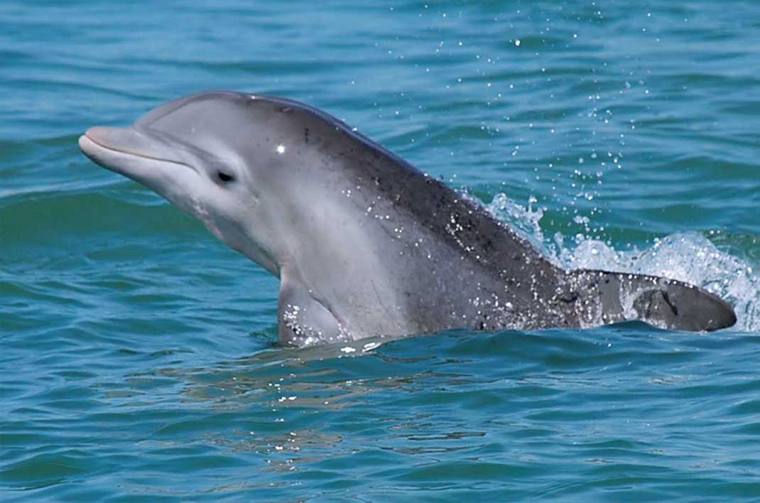 Spot Atlantic dolphins in Murrells Inlet, South Carolina