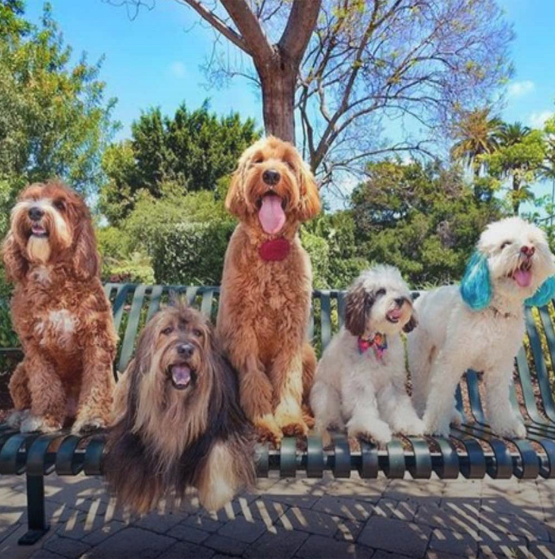 Five happy looking dogs on a park bench at Will Rogers Memorial Park in Beverly Hills, CA. Instagram photo by @sushisaid