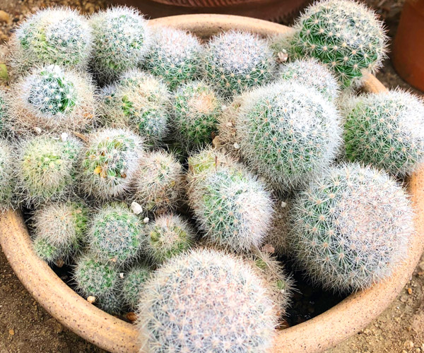 A tan planter filled with small, round cacti sitting on the ground at Moorten Botanical Garden in Palm Springs, California