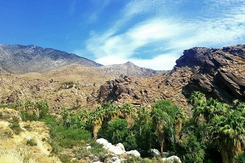 Nearby mountains, deserts, flora and wildlife are all on view during a hike at Indian Canyons in Palm Springs, Ca