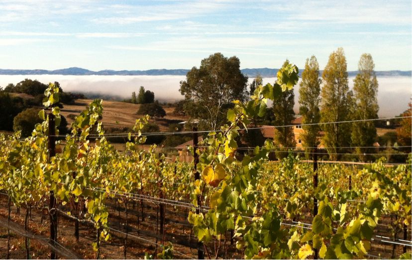 Grape vines sit in the foreground of the stunning Sonoma County wine country, Petaluma’s fog rolls by in the background.