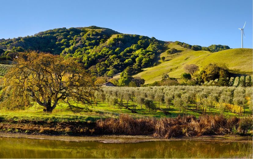 McEvoy Ranch tucked into the Sonoma County hills. Olive trees stretch out into the distance