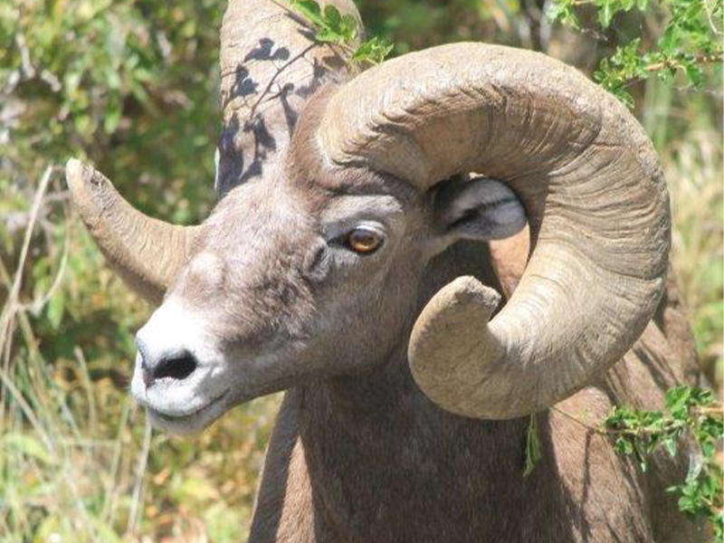 A close-up shot of a bighorn sheep in Hells Canyon