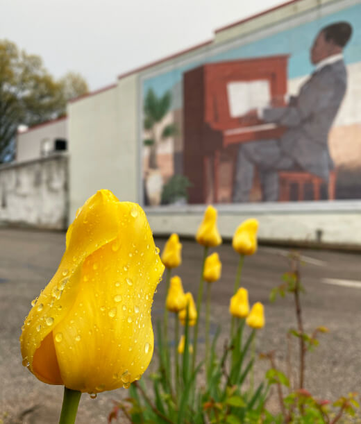A yellow tulip in the foreground of the Scott Joplin Mural in Sedalia, MO.