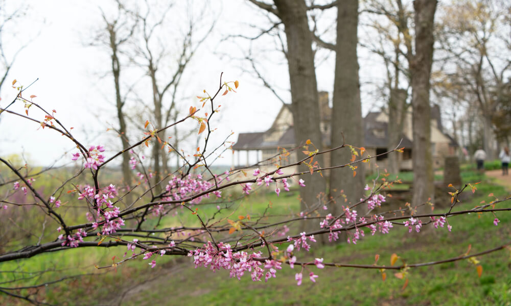 Blossoms on a tree in front of the Bothwell mansion in Sedalia, MO.