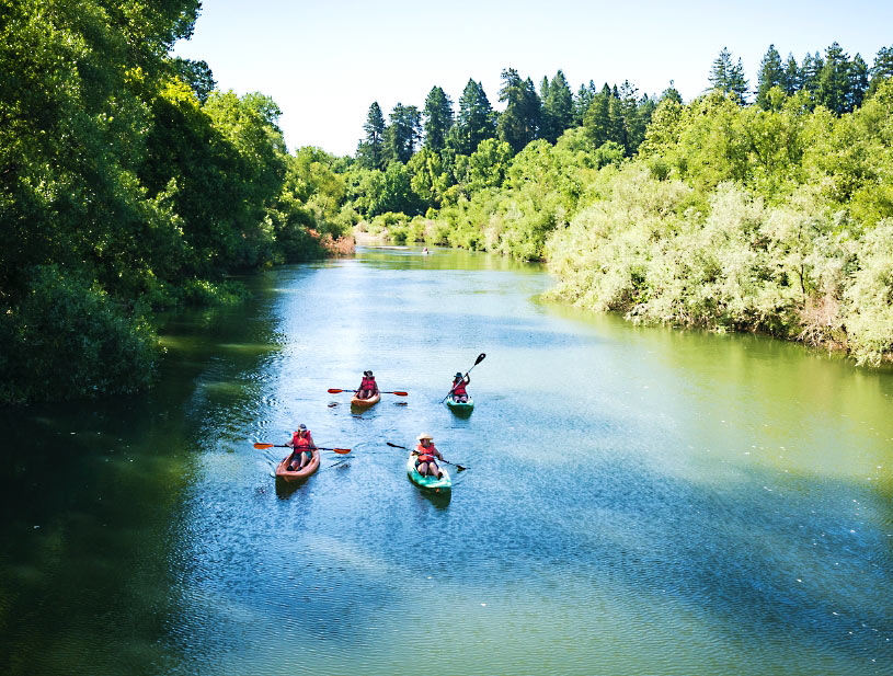 A group of kayakers paddle down a river through a forest. 