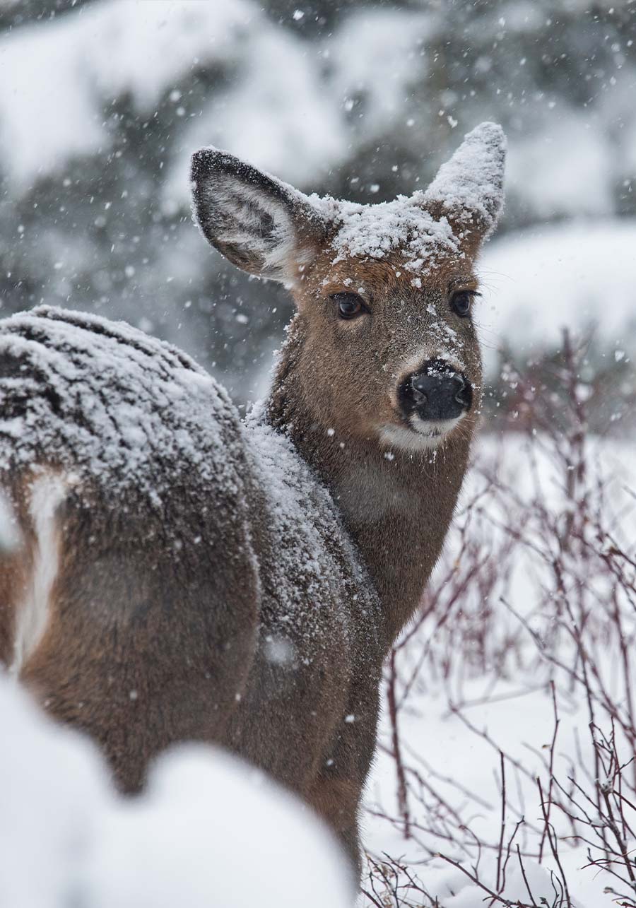 Winter in St. Germain