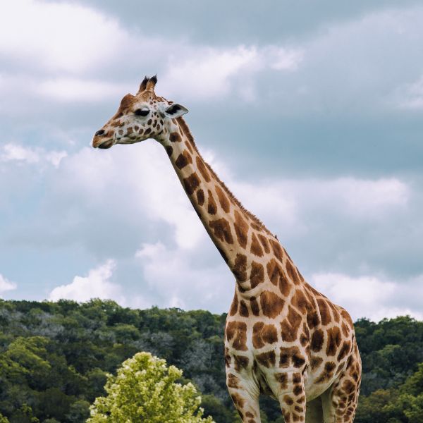 new-braunfels wildlife ranch