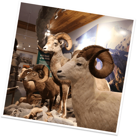 Four taxidermied bighorn sheep stand on display at the National Bighorn Sheep Center in Dubois, Wyoming.