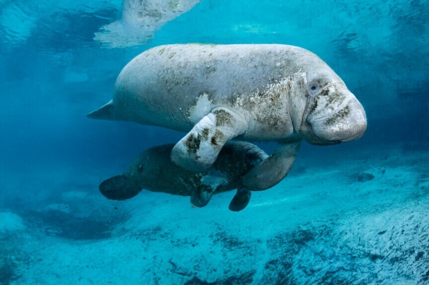 One West Indian manatee swims above another smaller manatee in crystal clear water